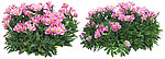 植物 花