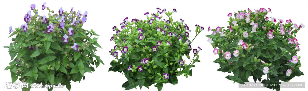 植物 花