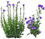 植物 花