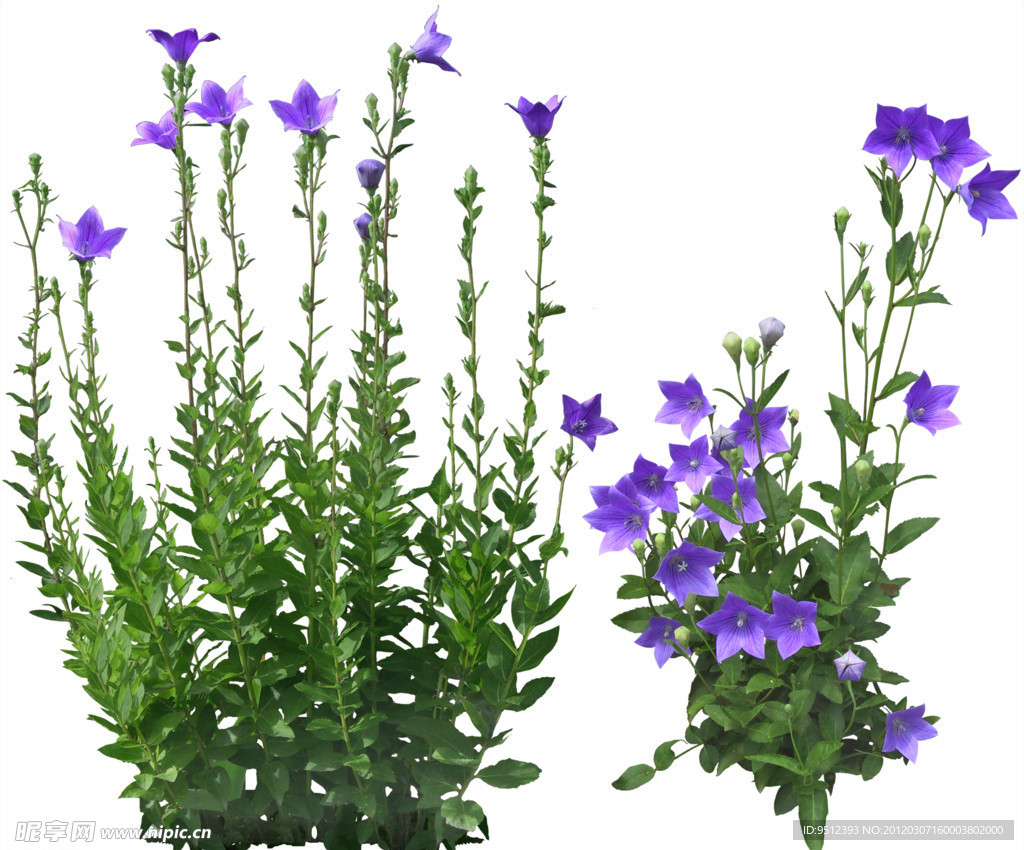 植物 花