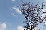 小树