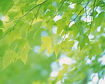 春天枫叶