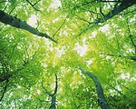 春天树枝绿叶