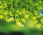 春天枫叶