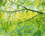春天树枝绿叶