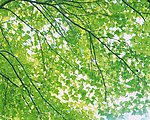 春天树枝绿叶