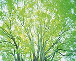 春天树枝绿叶