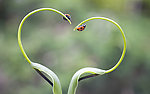 昆虫