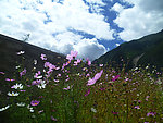 蓝天下的花儿