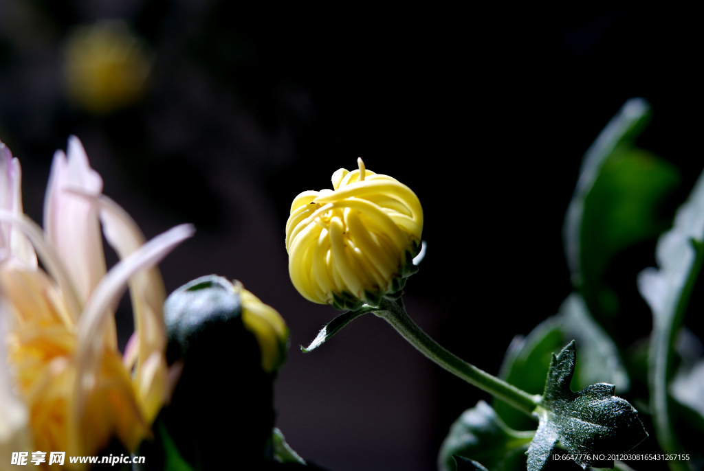 菊花