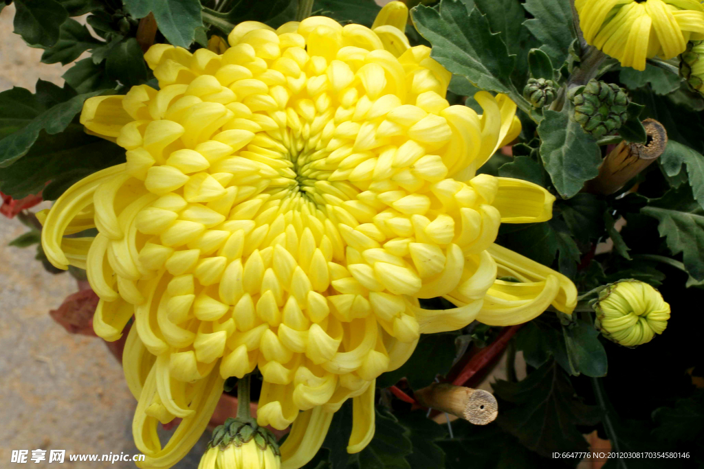 菊花