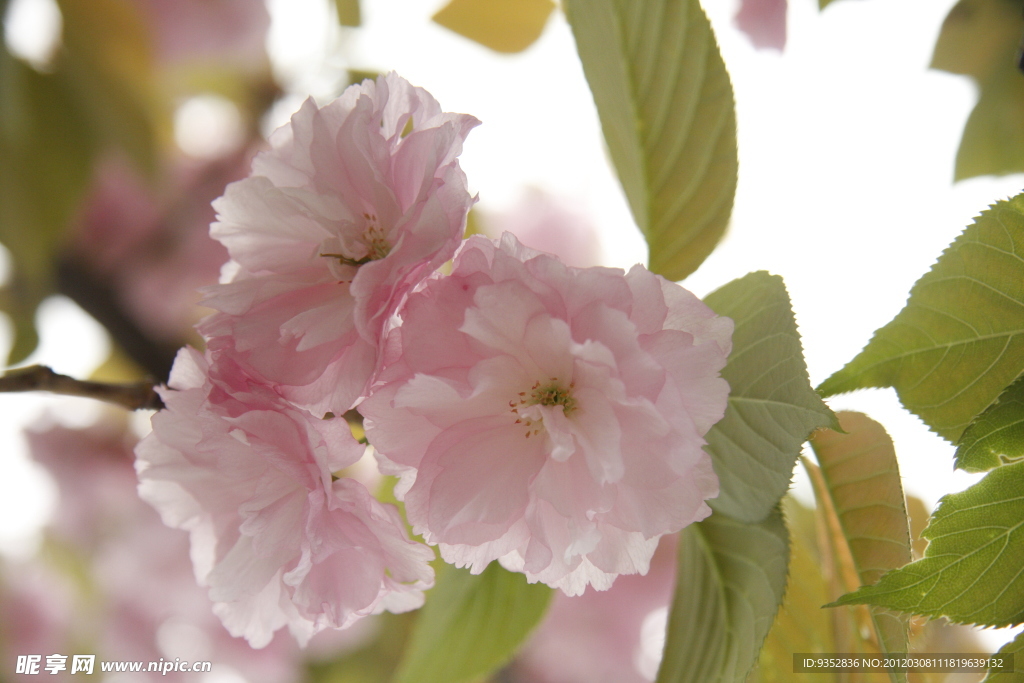 樱花烂漫