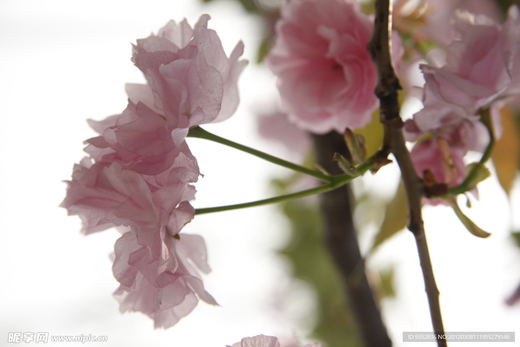 樱花烂漫