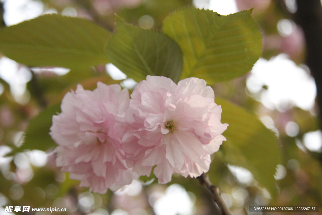 樱花烂漫