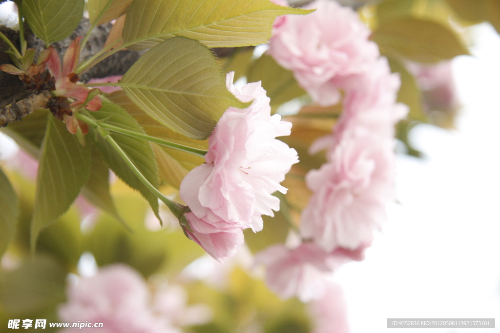 樱花烂漫