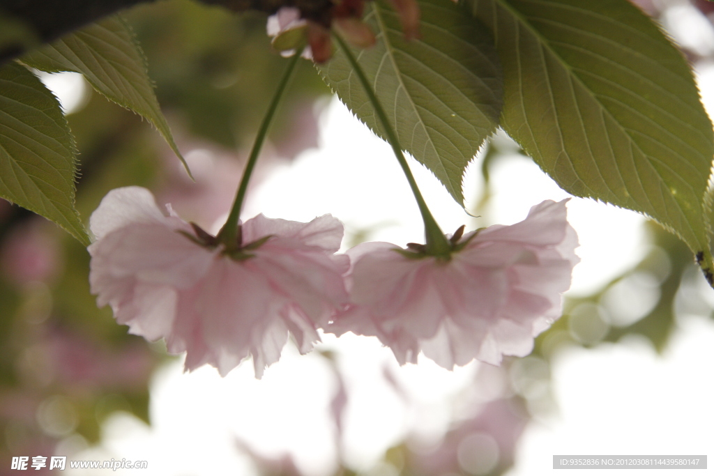 樱花烂漫