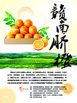 赣南脐橙宣传