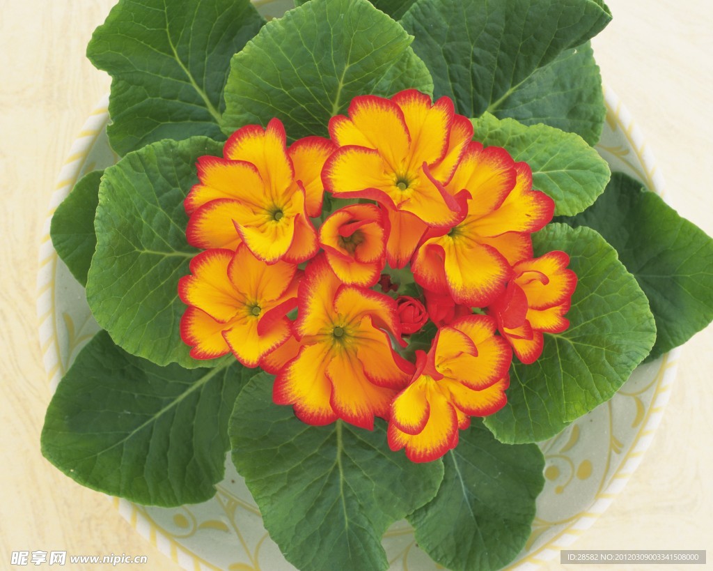 高清鲜花摄影