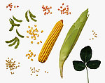 蔬菜