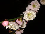 梅花吐蕊