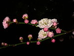 梅花吐蕊