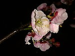 梅花吐蕊