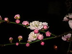 梅花吐蕊