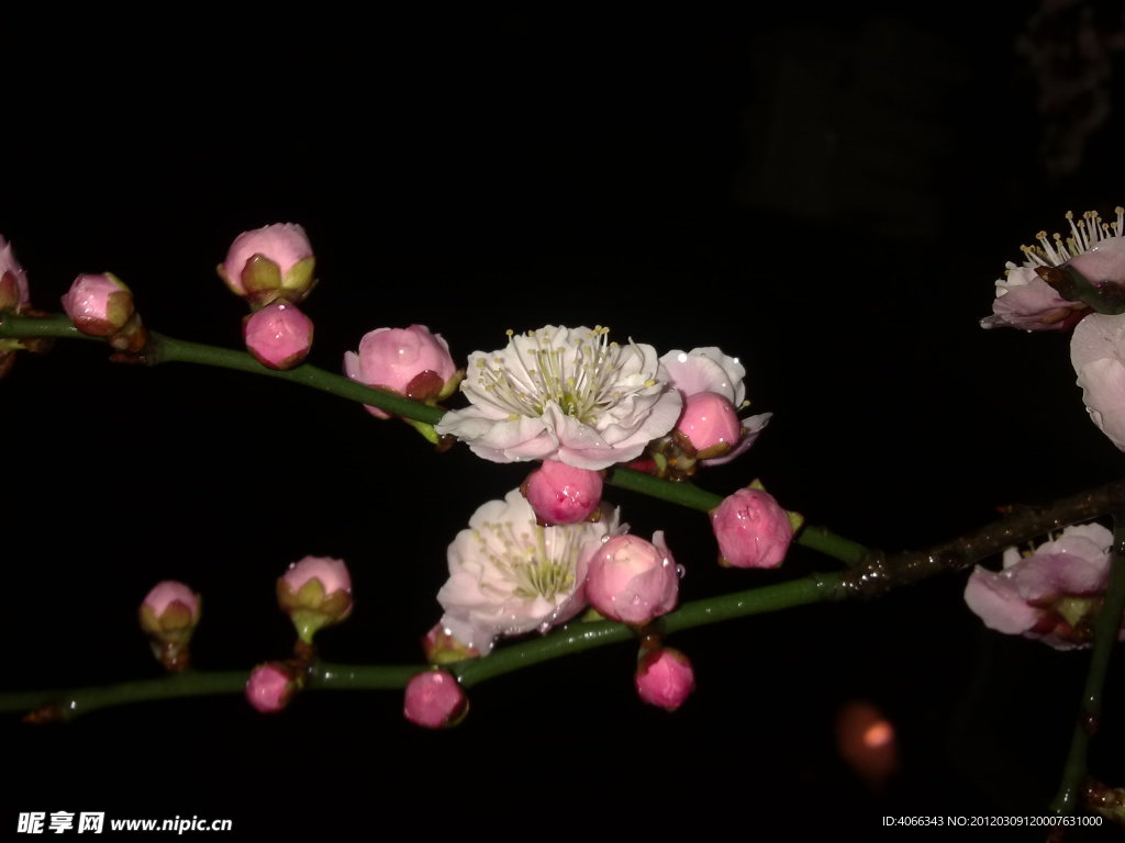 梅花吐蕊