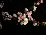 梅花吐蕊