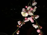 梅花吐蕊
