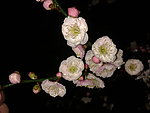 梅花吐蕊
