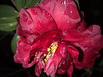 红茶花
