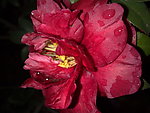 红茶花