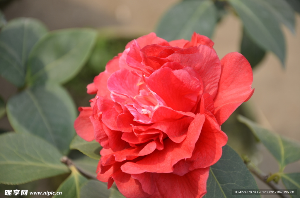 山茶花