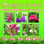 茹西娜海报