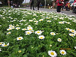 小雏菊