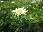 一朵小雏菊