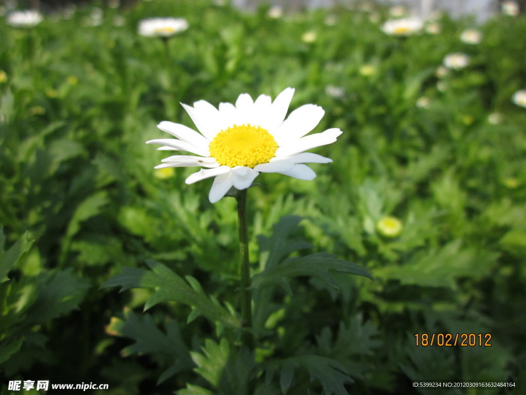 一朵小雏菊