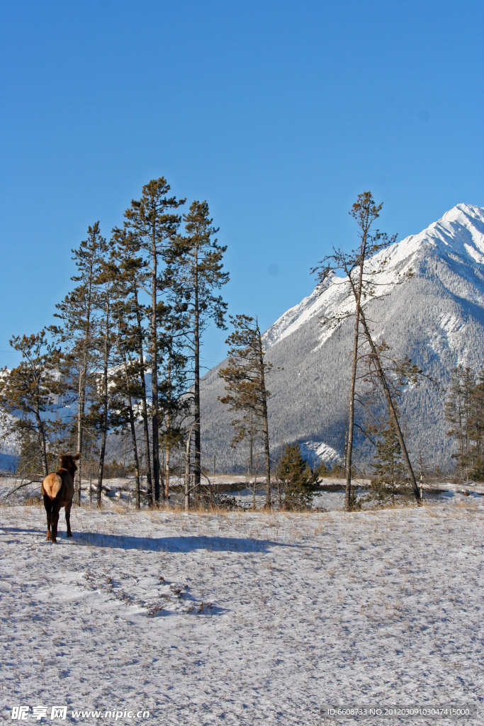 雪山高原风光