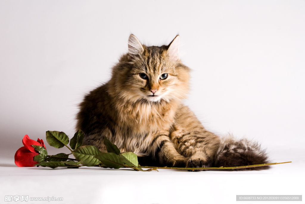小猫摄影