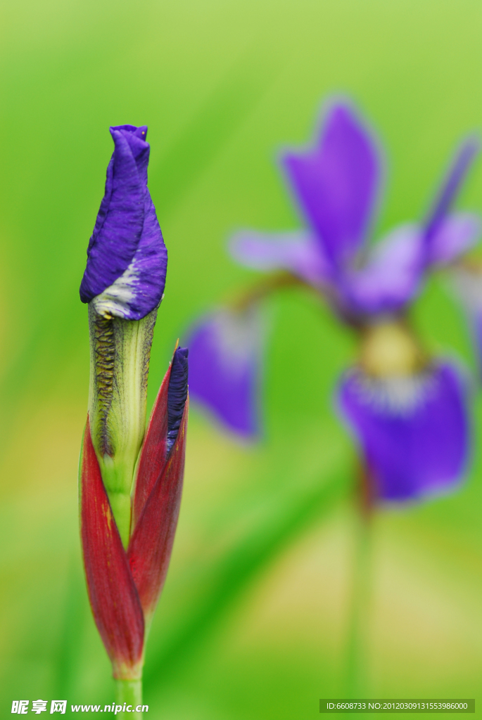 鲜花花蕾