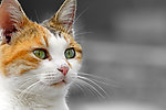 可爱猫咪