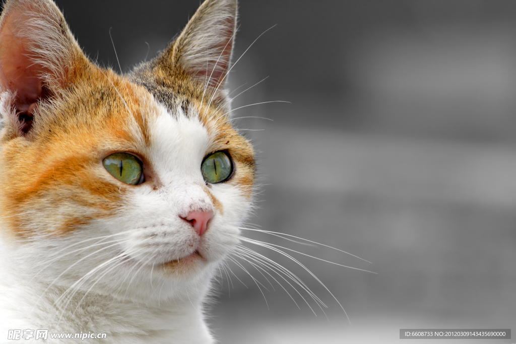 可爱猫咪
