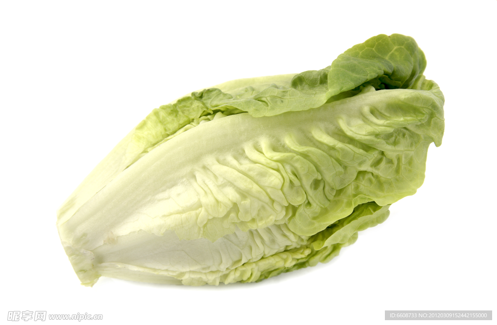 大白菜
