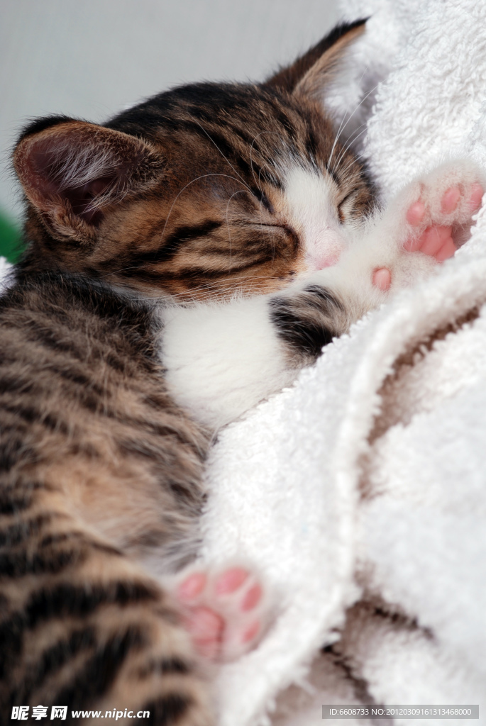 可爱小猫