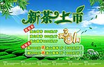 新茶上市
