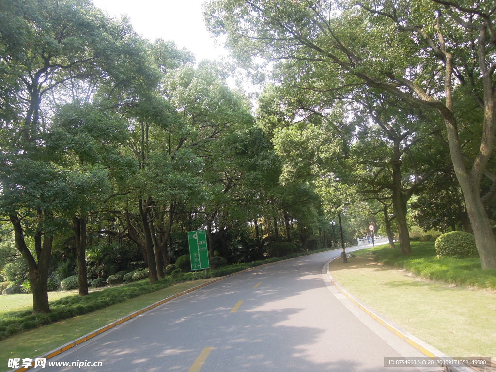 绿树景色