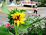 街边向日葵
