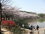 樱花