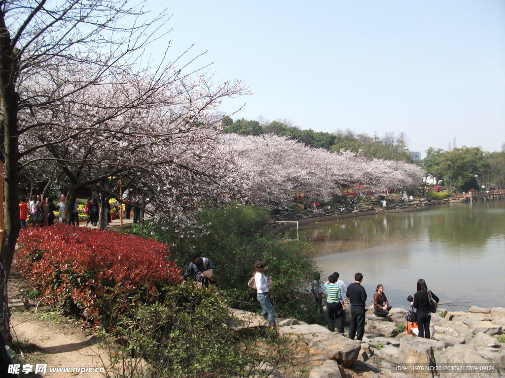 樱花